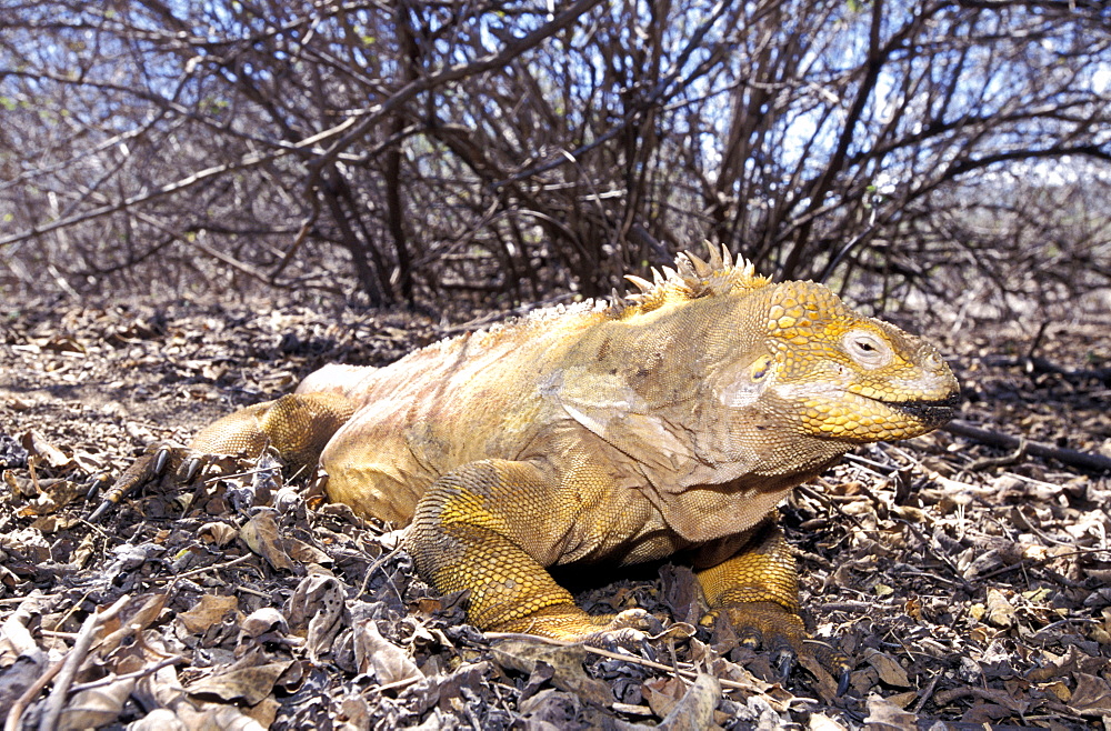 Ecuador, Galapagos Archipelago, Cruise On Board Of Ms Santa Cruz, Espanola Island, Punta Soares, 