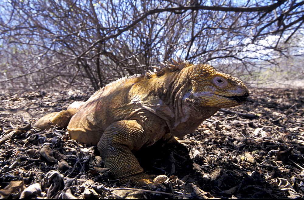 Ecuador, Galapagos Archipelago, Cruise On Board Of Ms Santa Cruz, Isabella Island, Urbina Bay