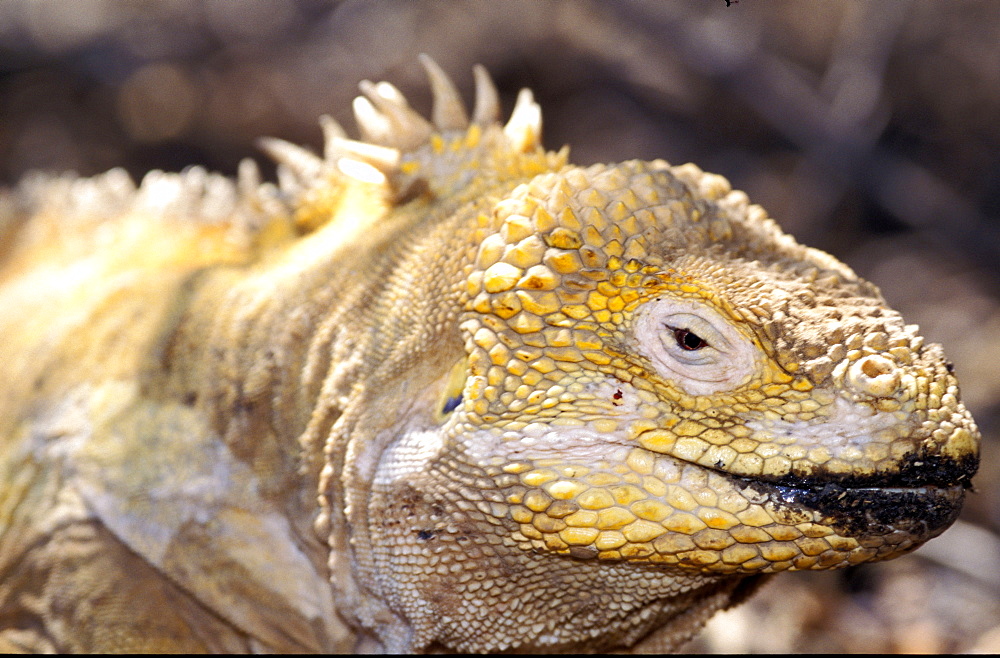 Ecuador, Galapagos Archipelago, Cruise On Board Of Ms Santa Cruz, Isabella Island, Urbina Bay