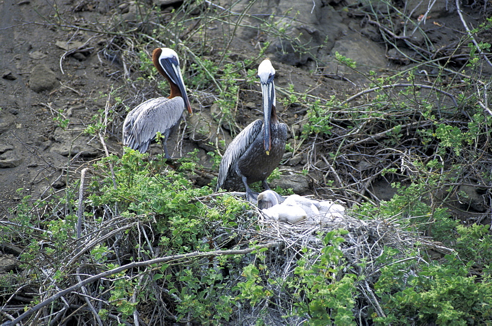 Ecuador, Galapagos Archipelago, Cruise On Board Of Ms Santa Cruz, Isabella Island, Tagus Cove, 