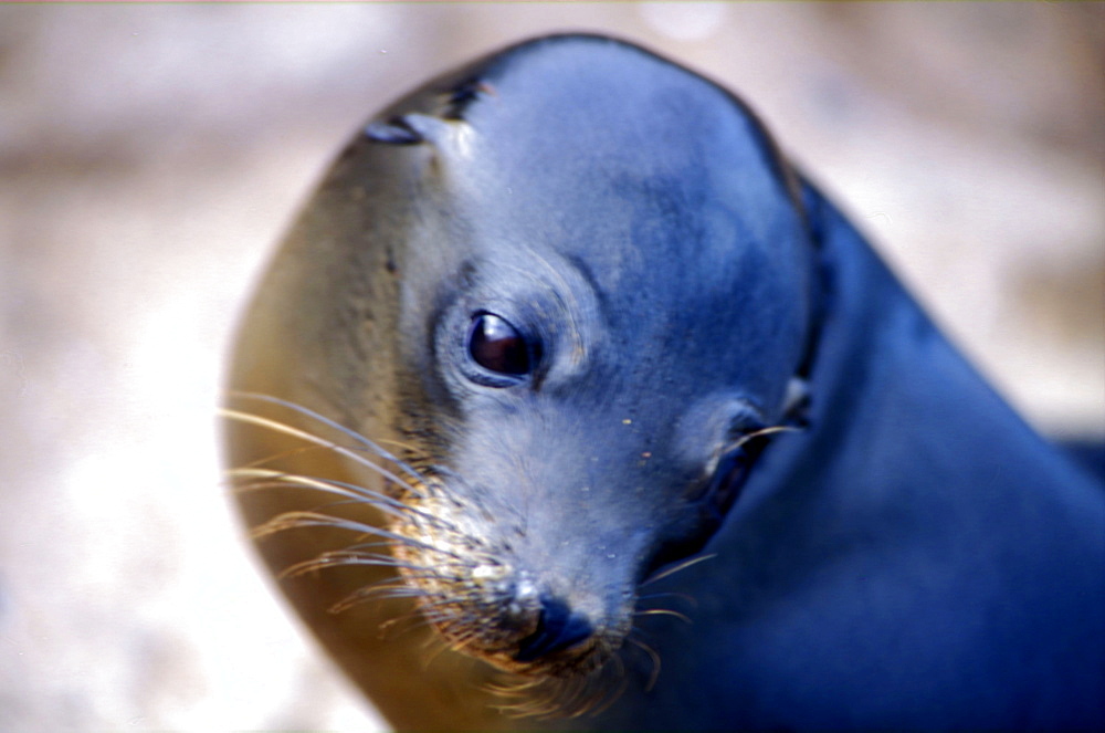 Ecuador, Galapagos Archipelago, Cruise On Board Of Ms Santa Cruz, Isabella Island, Tagus Cove, 