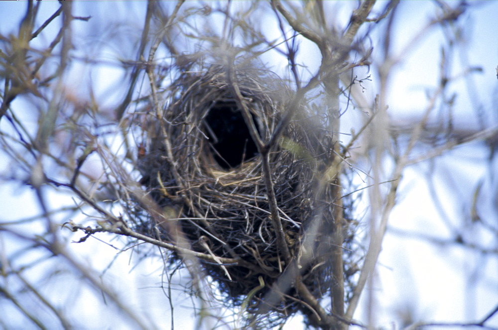 Ecuador, Galapagos Archipelago, Cruise On Board Of Ms Santa Cruz, Isabella Island, Tagus Cove, Finch Nest On A Palo Santo