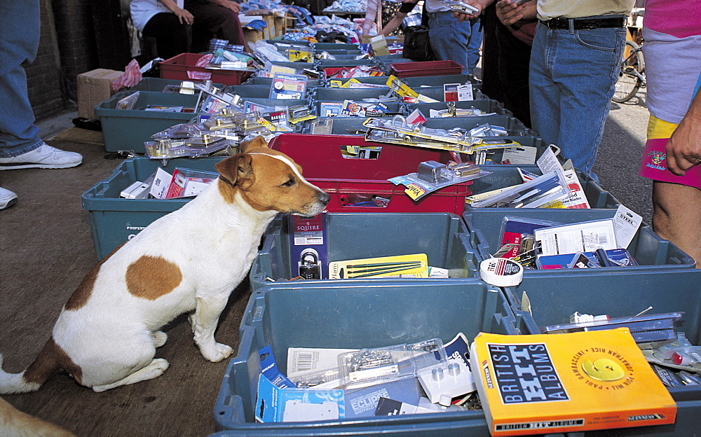 UK, London, Pettycoat Lane Flea Market, Vendors Dog Watching For Thieves