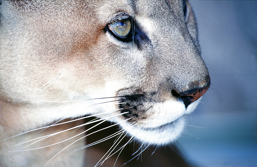 Florida panther, Everglades, Florida, USA, North America