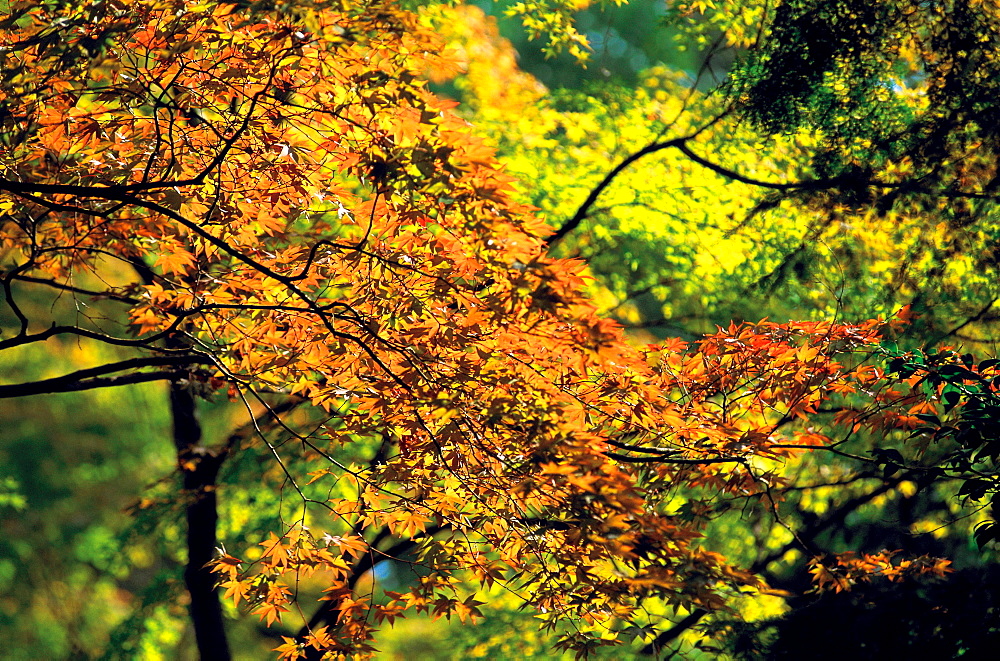 Maples leaves in autumn in a wood, Nikko, Japan, Asia