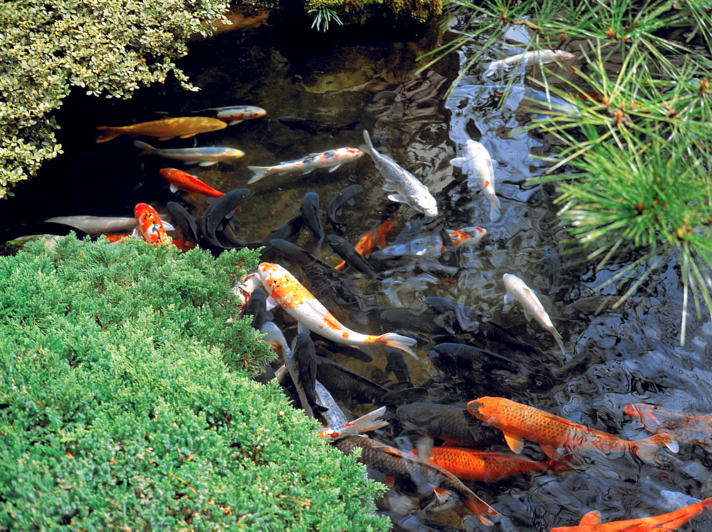 Pond with goldfish, Tokyo, Japan, Asia