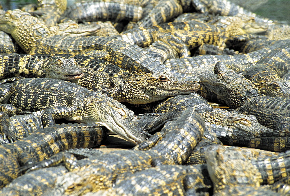 Young alligators, Gator Farm, Florida, USA, North America