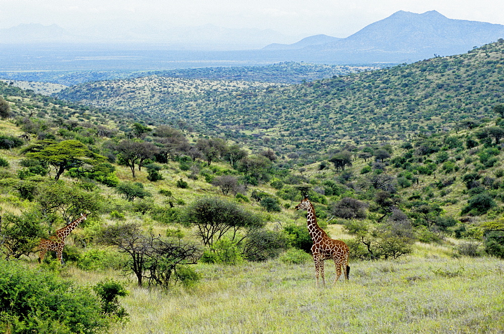 Giraffe, Masai Community Conservancy Park (Il Ngwezi) run by local Masais, Laikipia, Kenya, East Africa, Africa