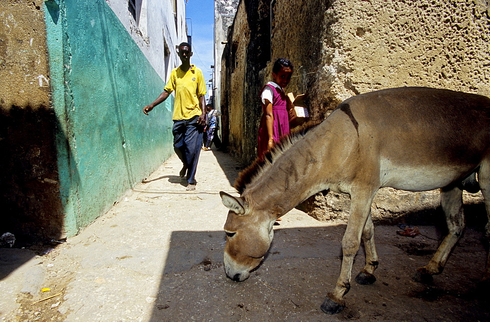 Donkeys, historic town of Lamu founded by Moslem Arab traders from the Persian Gulf in the 7th century, Lamu Island, Indian Ocean coast, Kenya, East Africa, Africa