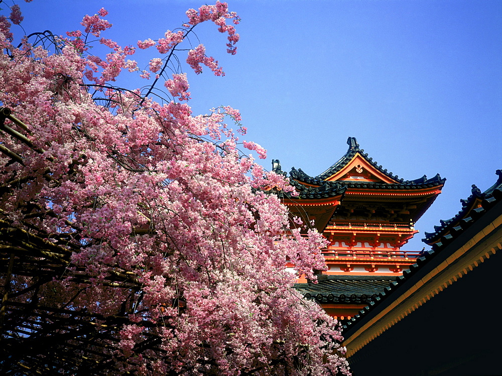 Cherry trees blossoming in spring, Heian Shrine, Kyoto, Japan, Asia