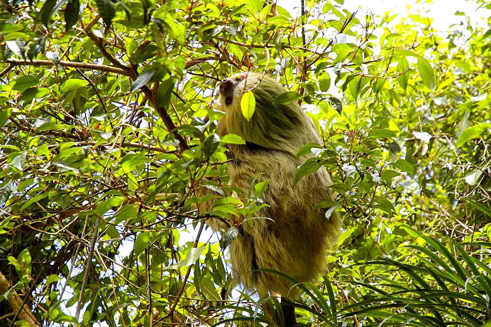 Volcano Poas natural park, Costa Rica, Central America