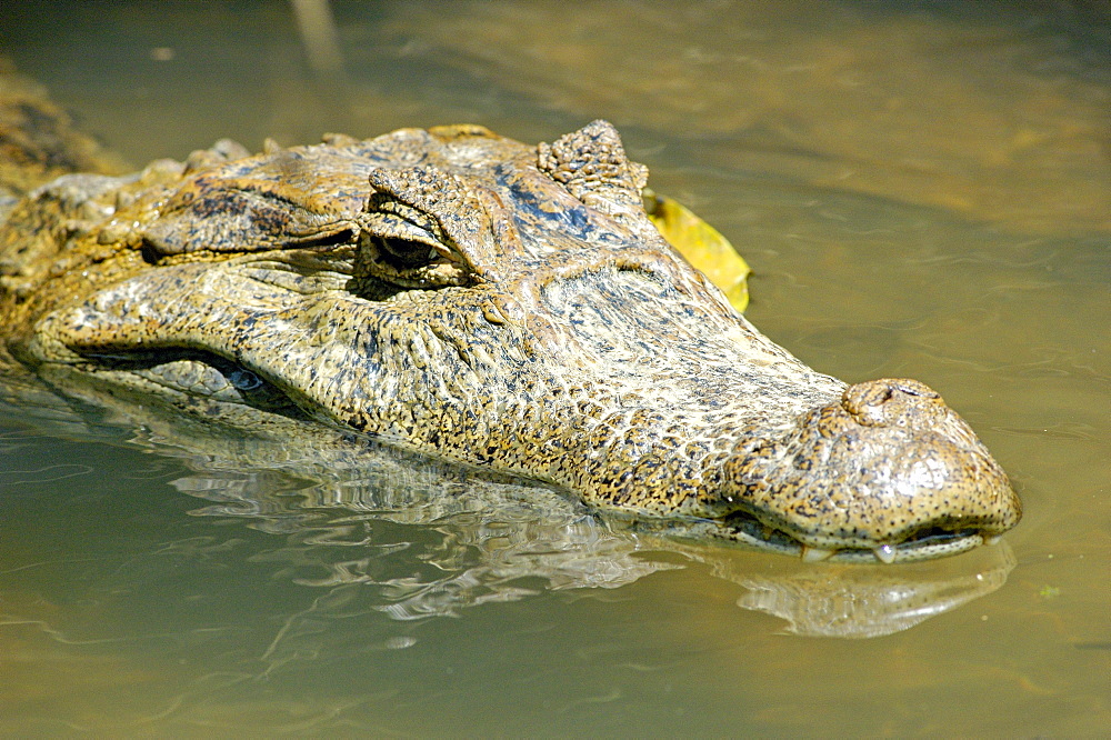 Puerto Viejo, on the Sarapiqui River, Costa Rica, Central America