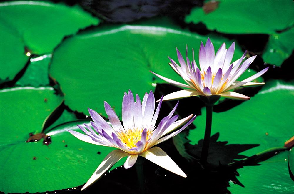 Seychelles, Mahe, Water Lilies