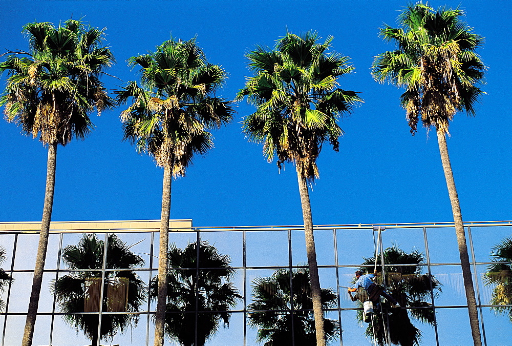 Los Angeles, California, Usa Hollywood Blvd, Palms Reflecting On Glass