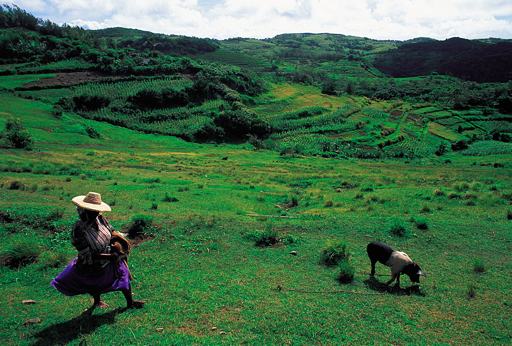 Mauritius, Rodrigues, Female Farmer Feeding A Pig