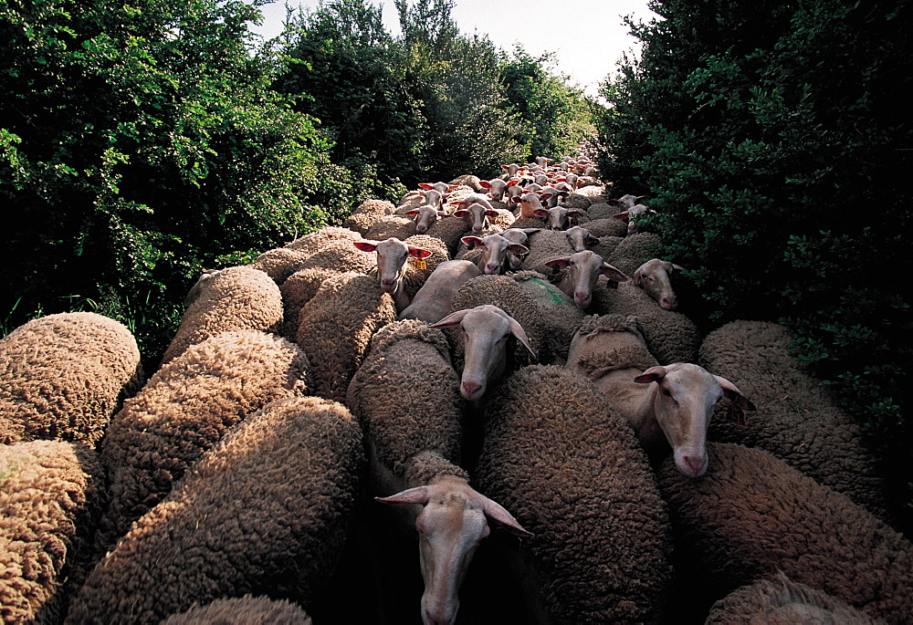 France, Aveyron, Roquefort Area, Herd Of Lacaune Ewes