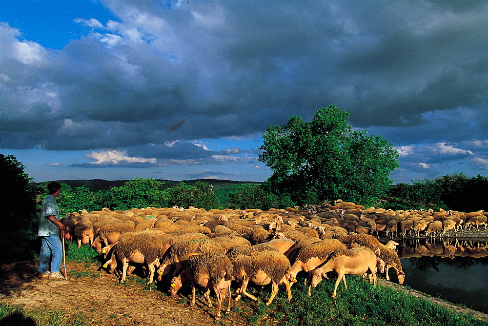 France, Aveyron, Hermelix, Lacaune Sheep In Ricard Farm