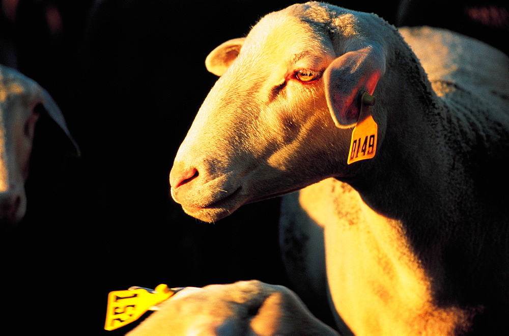 France, Aveyron, Les Rives, Mr Boudou's Best Sheep