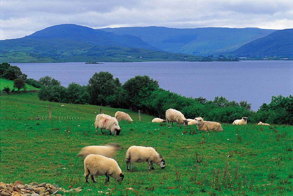 Ireland, Connemara, Galway Area, Sheeps & Sea