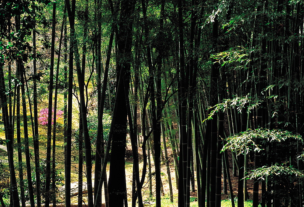 Japan, Kyoto, Bamboos Forest At Ryoan-Ji Park