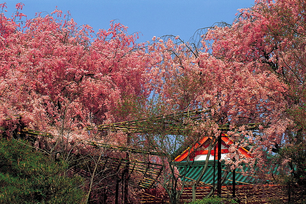 Japan, Kyoto, Cherry Blossoms At Heian Shrine