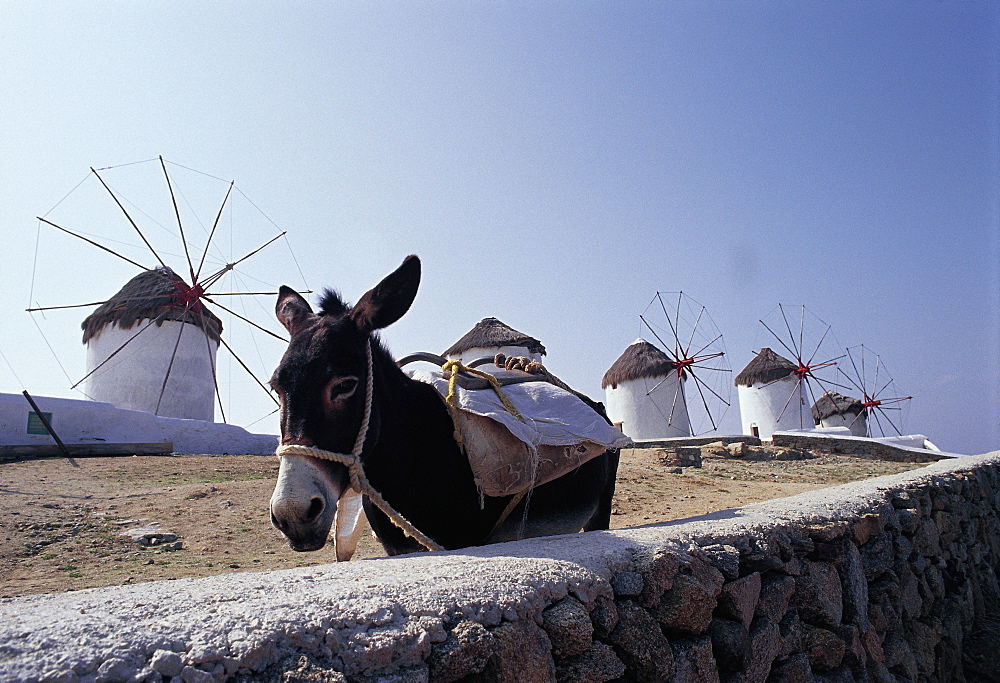 Mykonos, Windmills & Donkey, Greece