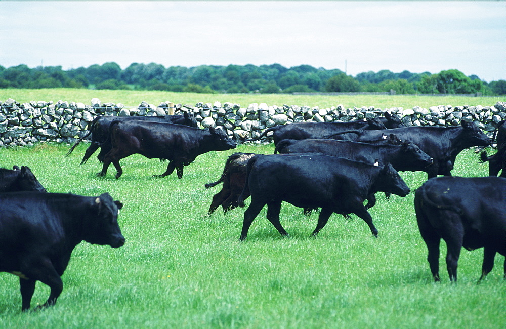 Ireland, Connemara, Angus Beef Herd