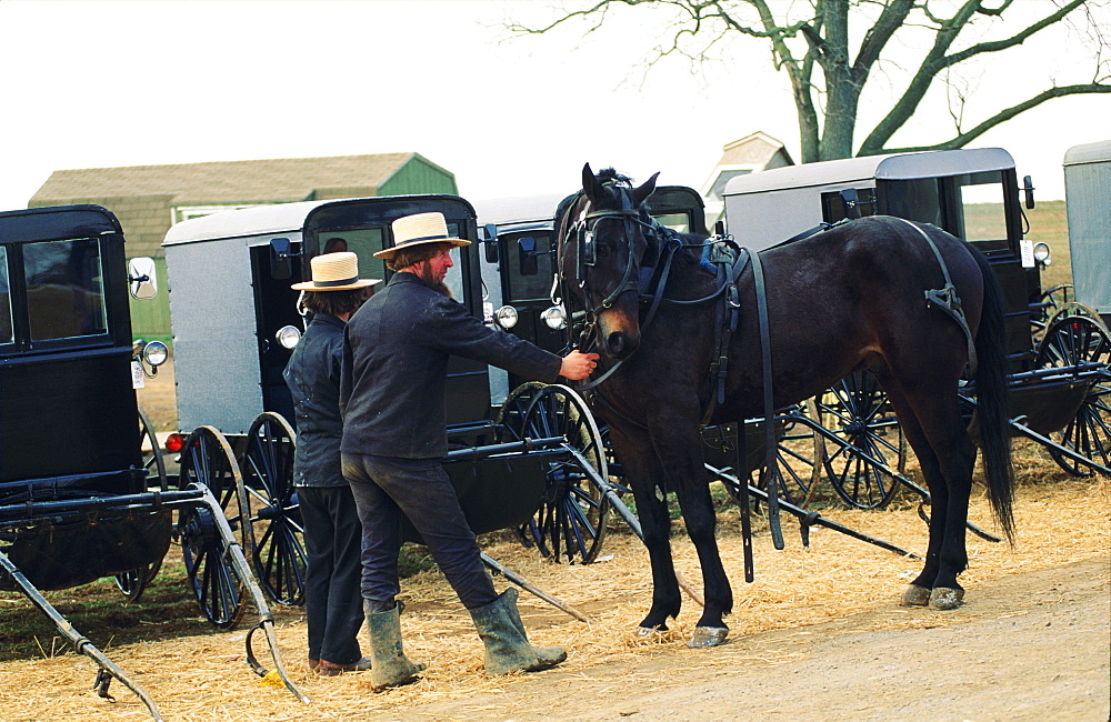 Fair, Amish Farmers Bartering Buggies, Usa