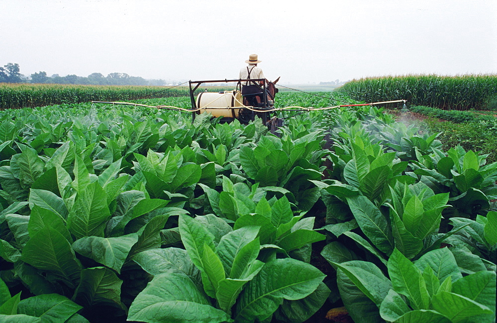 Bird-In-Nest, Amish Farmer Treating Tobacco, Usa