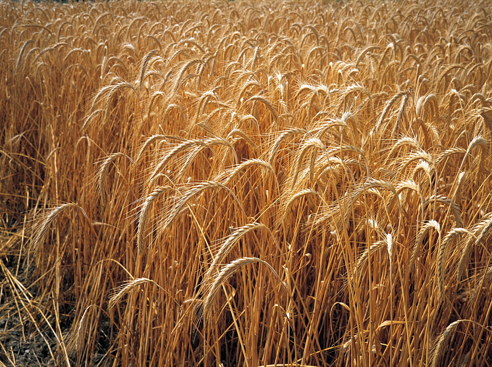 Ripe Wheat, Summer, Burgundy, France