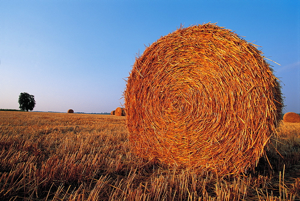 Bales Of Wheat Straw, Normandy, France