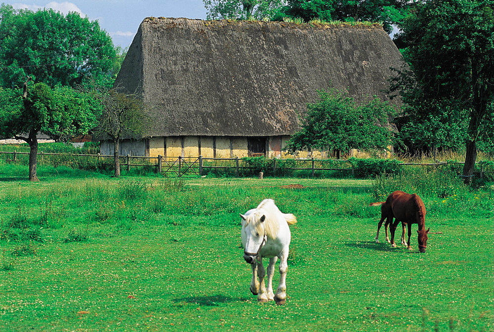 Farm & Animals, Normandy, France