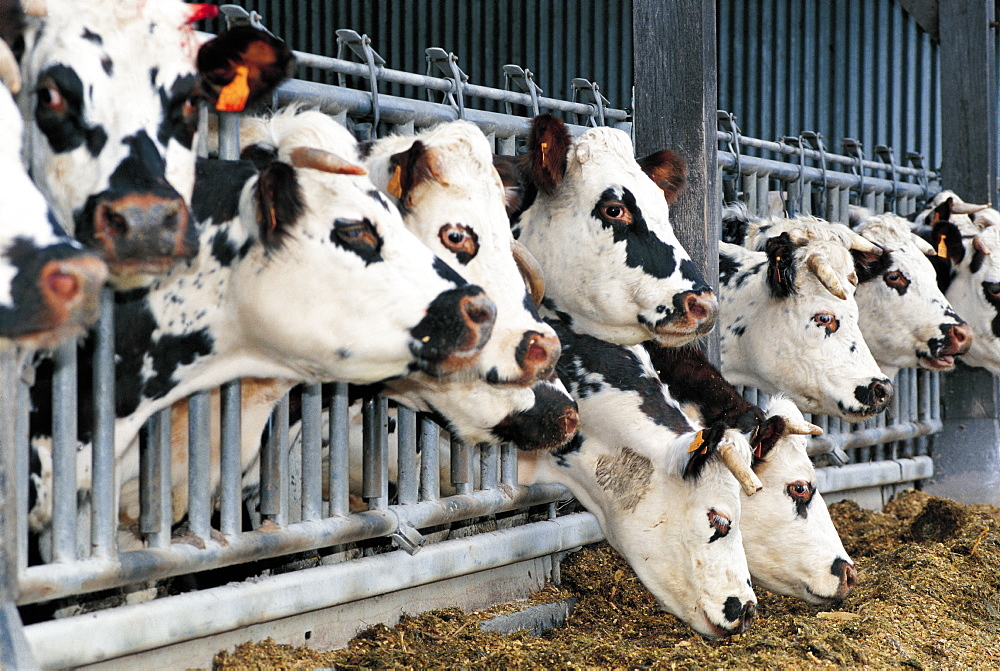 Normand Cows Feeding, Normandy, France