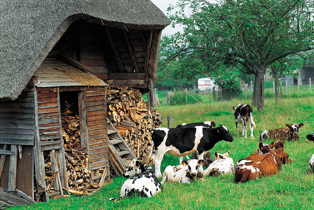 Farm & Cows Resting, Normandy, France