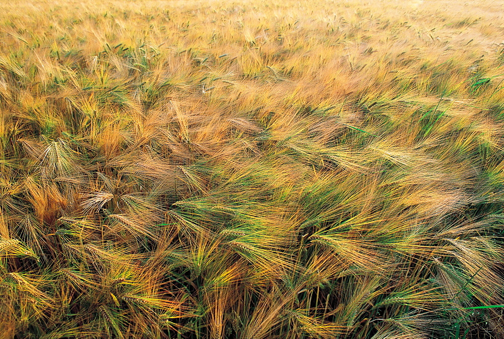 Ripe Wheat, Close-Up, Normandy, France