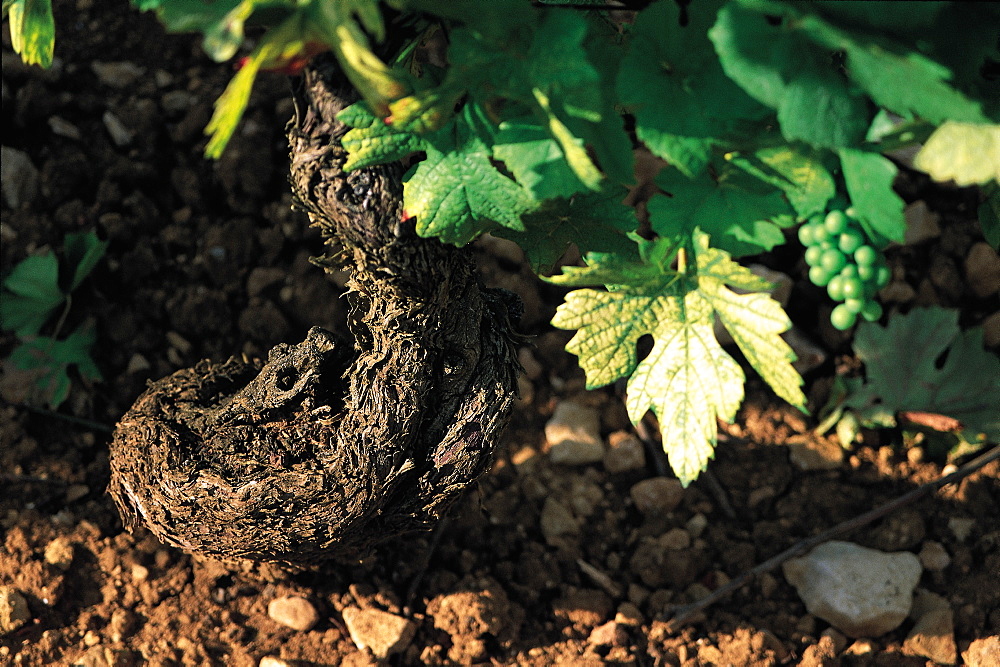 Chardonnay, Vine Plant Close-Up, Burgundy, France