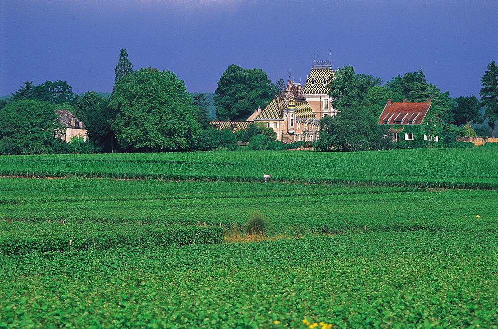 Cote De Beaune, Vosne Vineyard, Burgundy, France