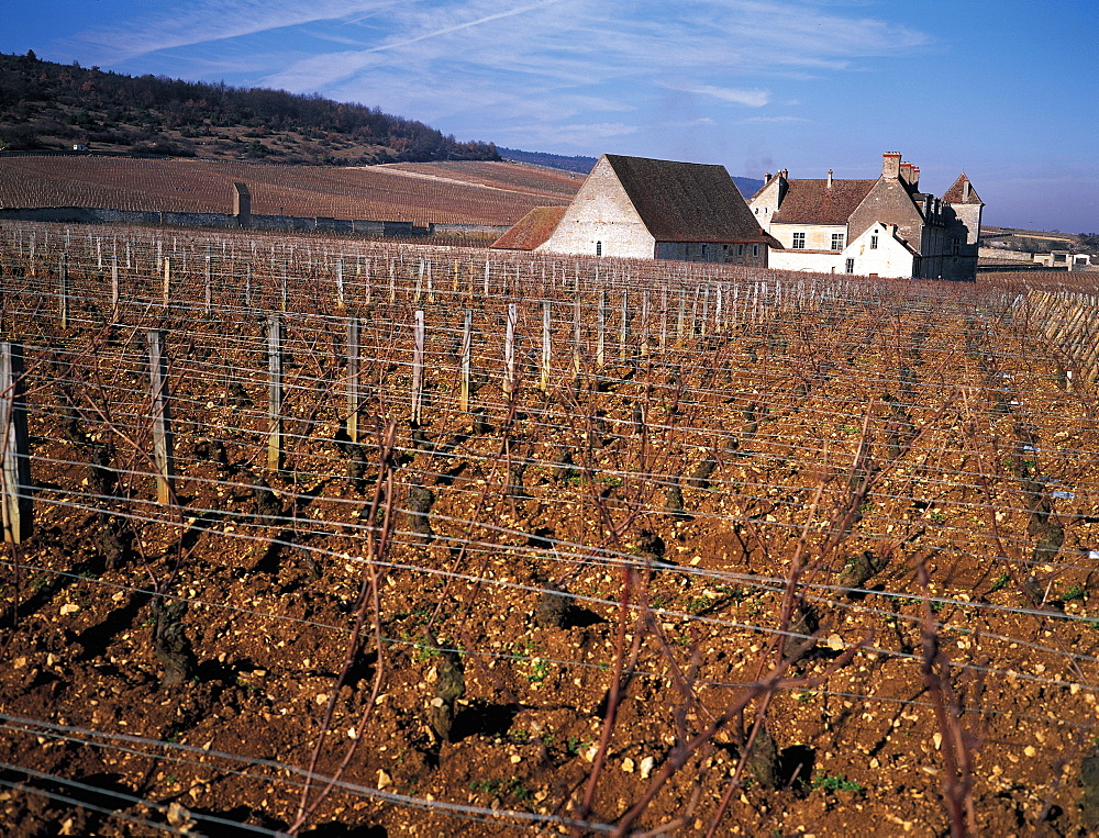 Clos Vougeot, Vineyard In Winter, Burgundy, France