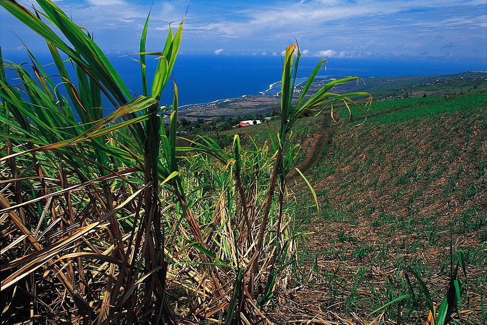 Cane Field With Indian Ocean In The Distance, Reunion