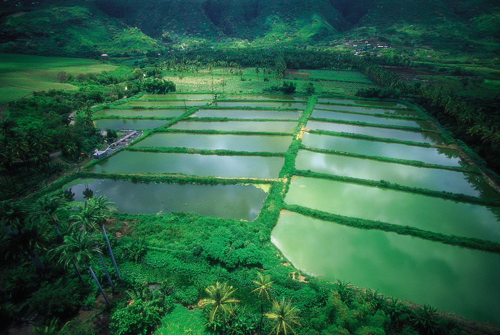 Aerial, Prawns Breeding Pools, Reunion