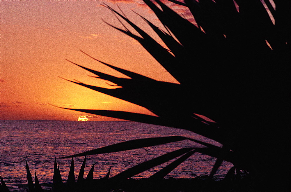 Cactus At Fore, Sunset On Indian Ocean, Reunion