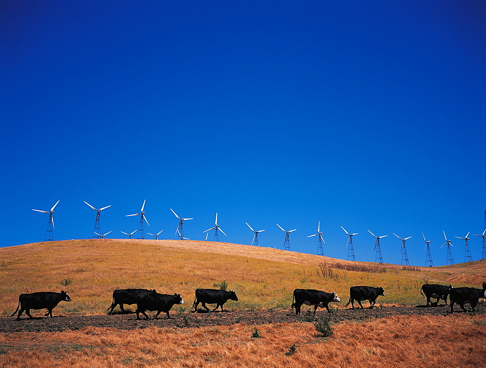 Wind Engines And Cows, California, Usa