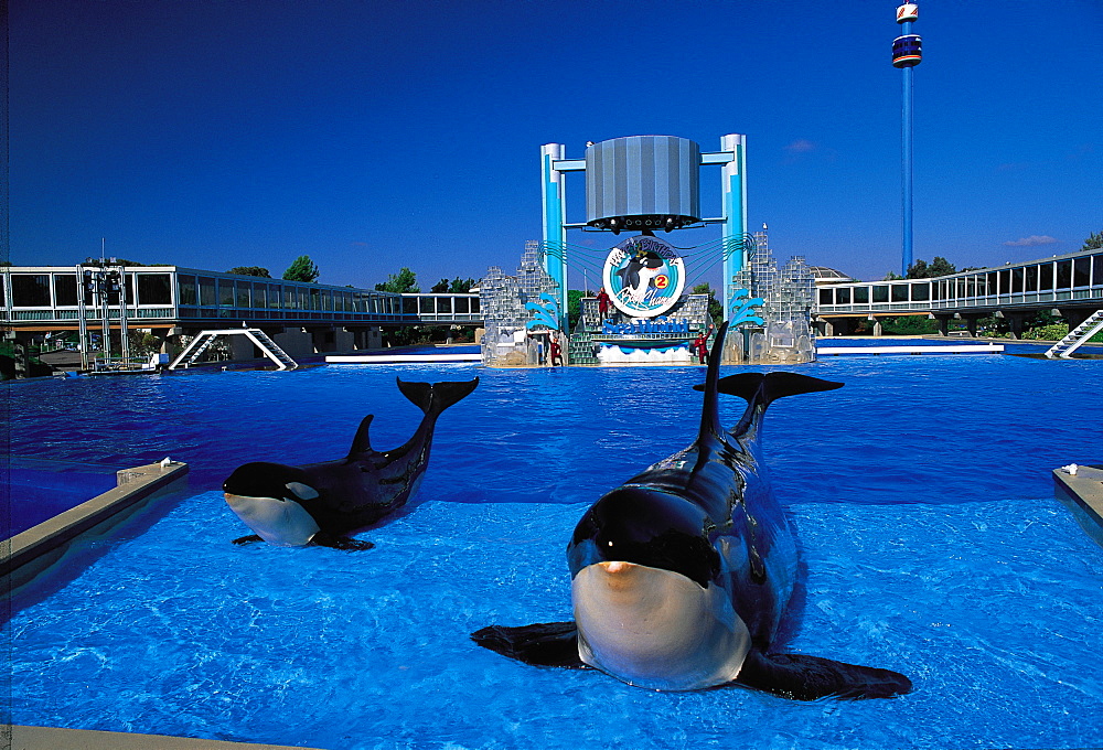 Sea Worlds Orca Shamu, San Diego, California, Usa