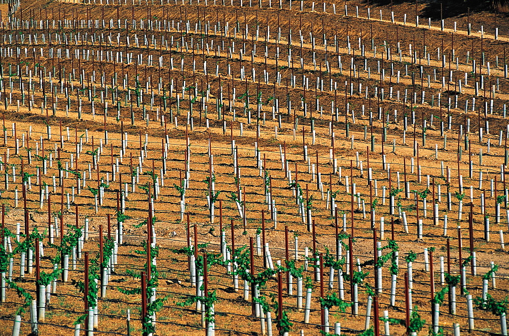 Newly Planted Vineyards, Napa Valley, California, Usa