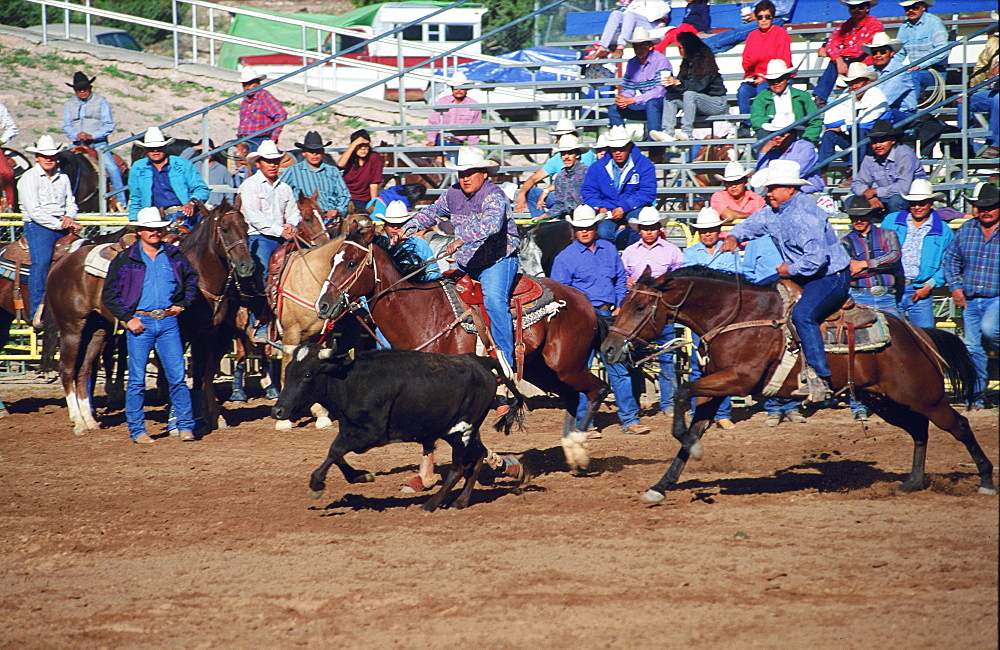 Usa, Arizona, Window Rock Fair, Rodeo Calf Roping