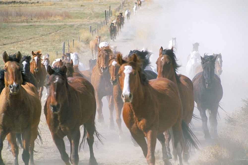 Ranch horses, Wyoming, United States of America, North America