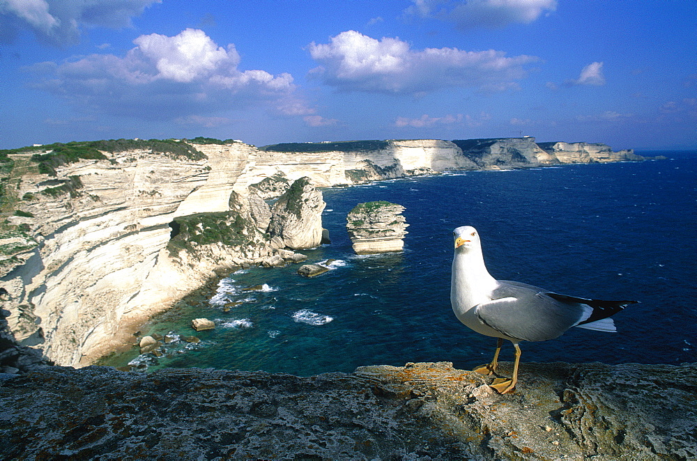 France, Corsica, Bonifacio, View On The Cliffs From The Citadel, Sea Gull At Fore