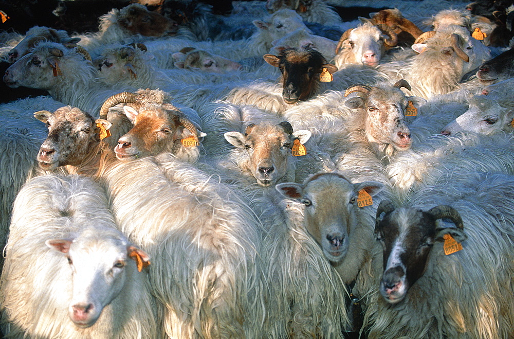 France, Corsica, Village Of Murato, Corsican Female Sheep Grown For Milk And Cheese