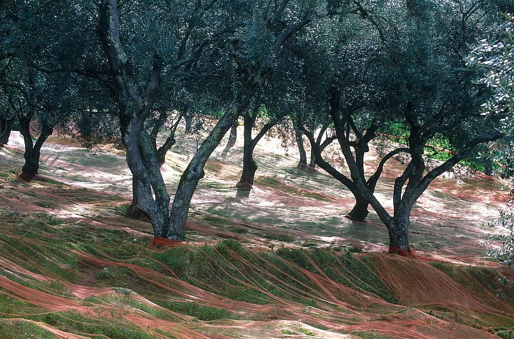 France, Corsica, South, Santa Lucia Di Talla Village, Nets For Gathering Fallen Olives