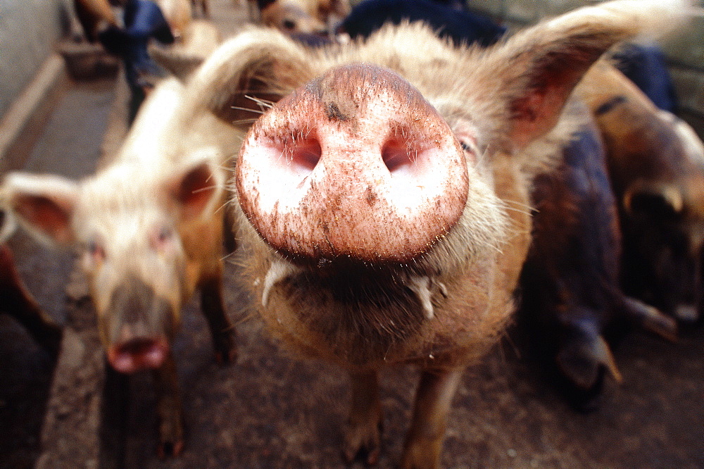 France, Corsica, South, Eviza Village, Portrait Of A Loving Pig